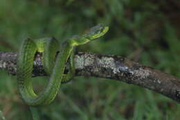 Image of Craspedocephalus macrolepis Beddome 1862