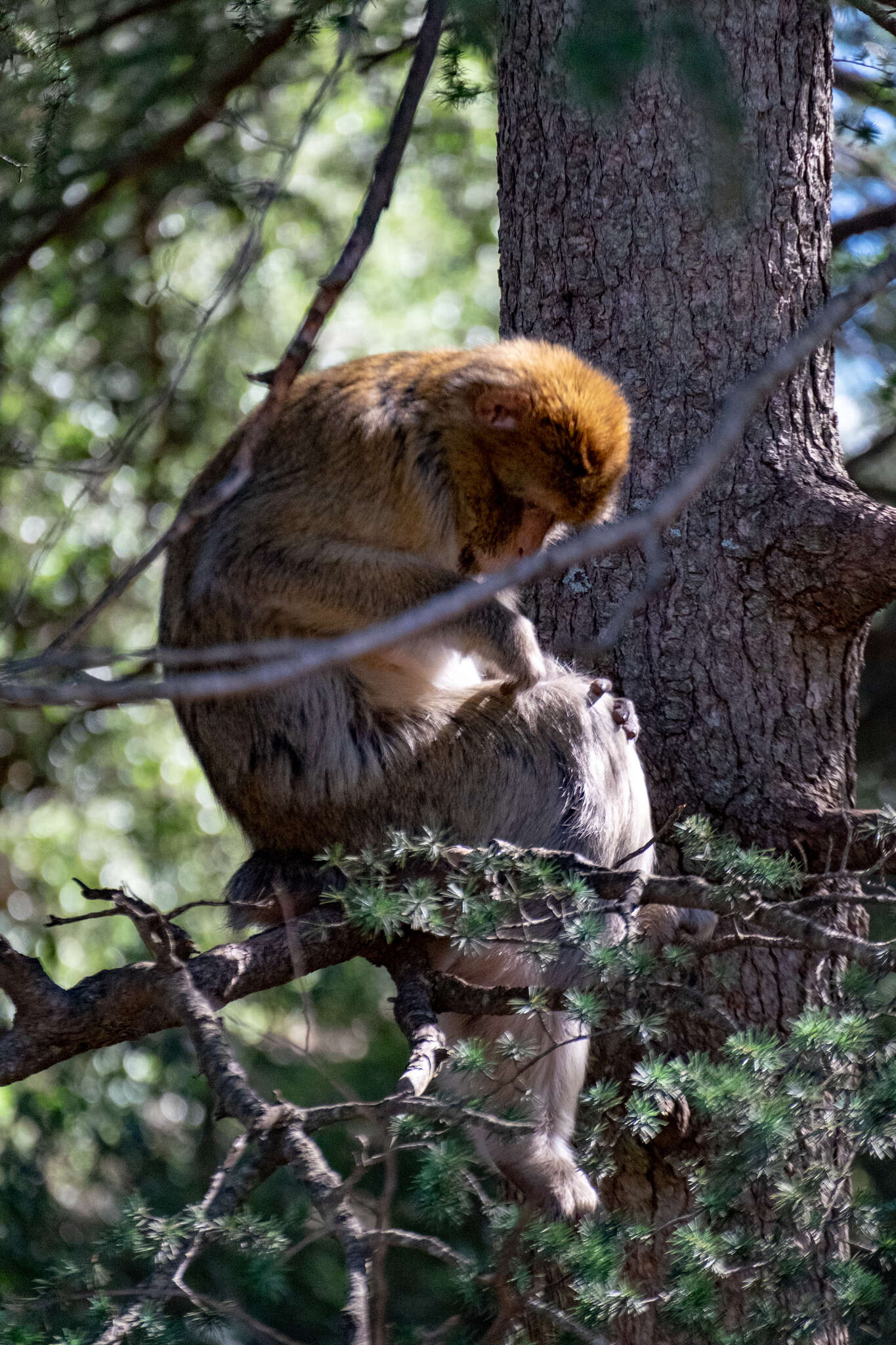 Image of Barbary Ape