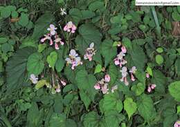 Слика од Begonia grandis subsp. sinensis (A. DC.) Irmsch.