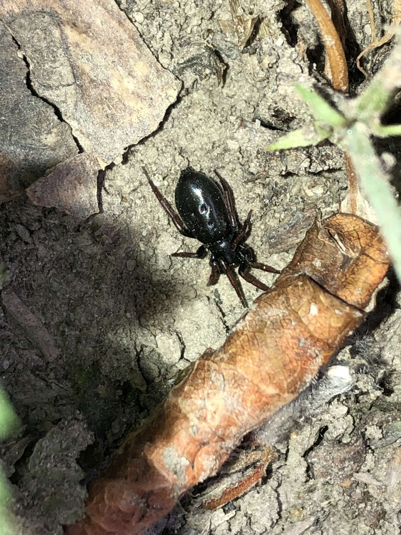 Plancia ëd Trachyzelotes pedestris (C. L. Koch 1837)