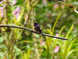 Image of Purple-throated Woodstar