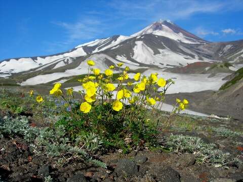 Image of Potentilla vulcanicola Juz.