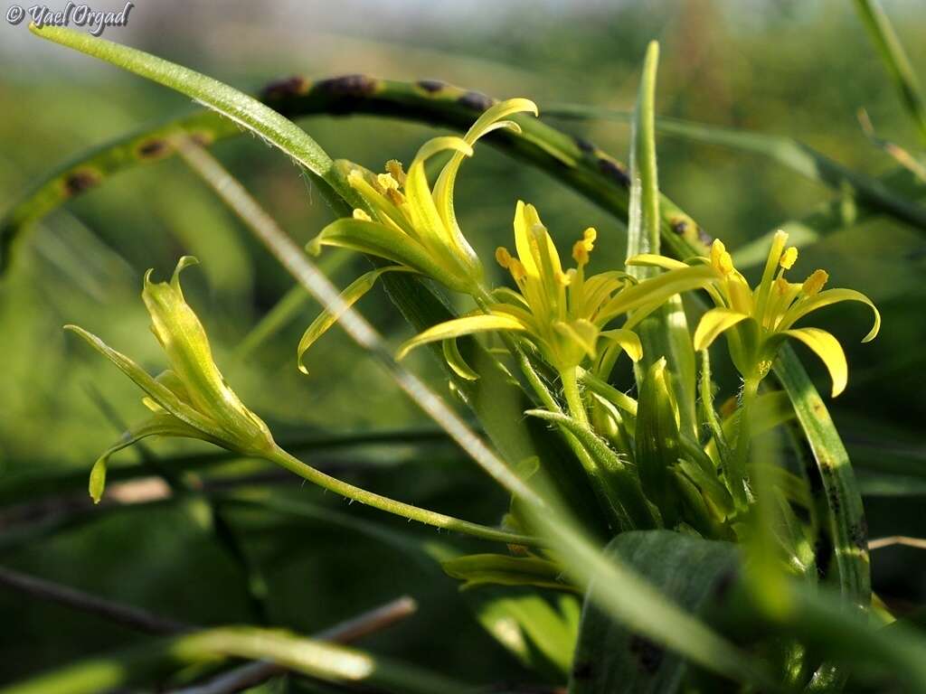 Gagea chlorantha (M. Bieb.) Schult. & Schult. fil.的圖片