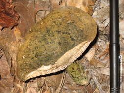 Слика од Lactarius atroviridis Peck 1889