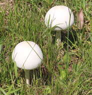 Image of Macrolepiota dolichaula (Berk. & Broome) Pegler & R. W. Rayner 1969