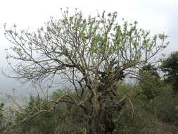 Imagem de Ipomoea murucoides Roem. & Schult.