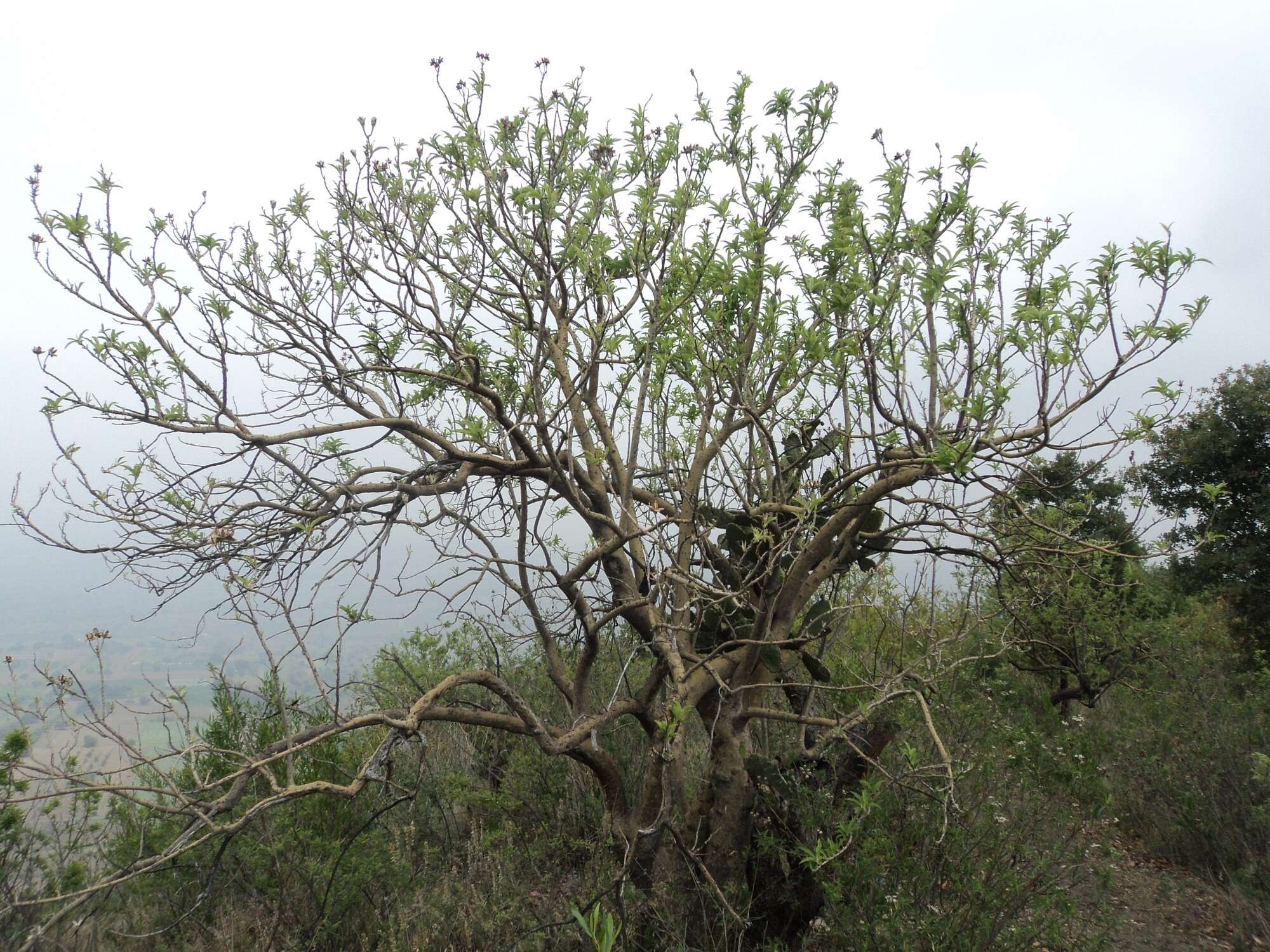 Imagem de Ipomoea murucoides Roem. & Schult.