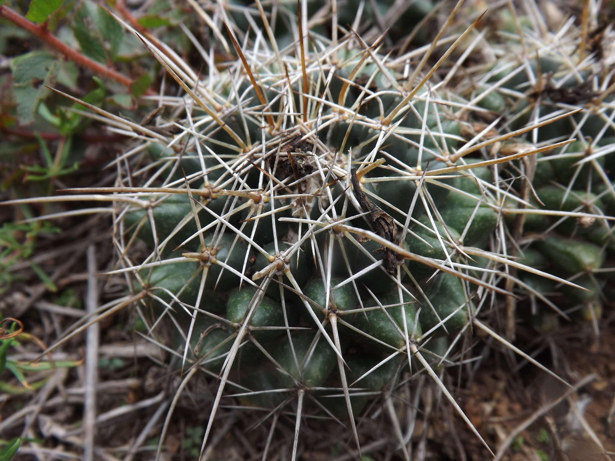 Image of Coryphantha georgii Boed.