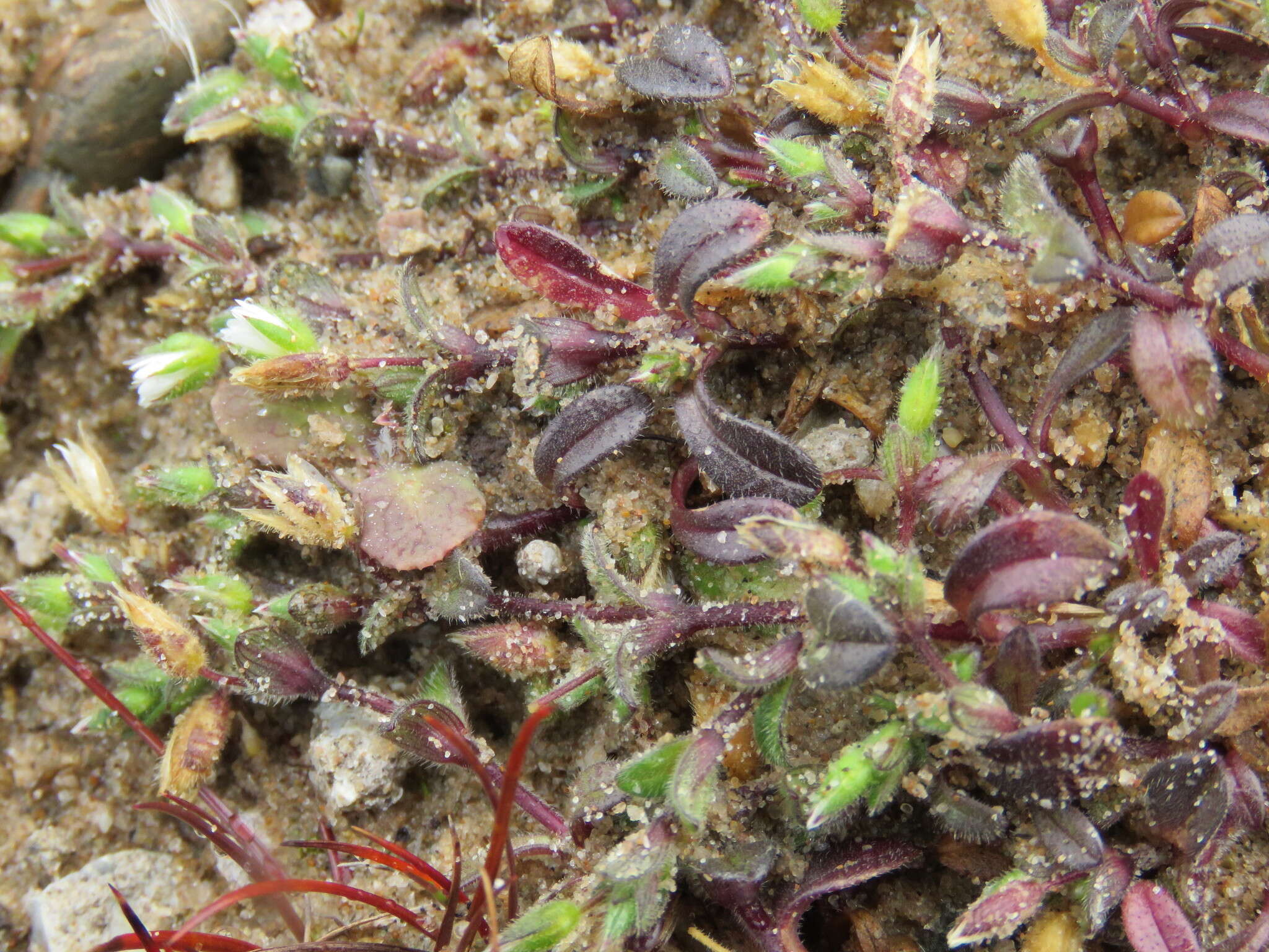 Plancia ëd Cerastium diffusum Pers.