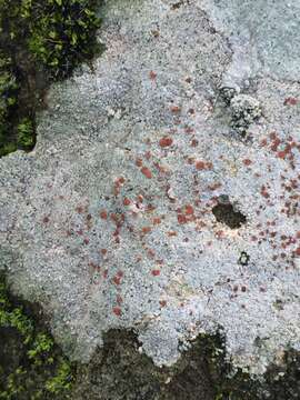 Image of disk lichen