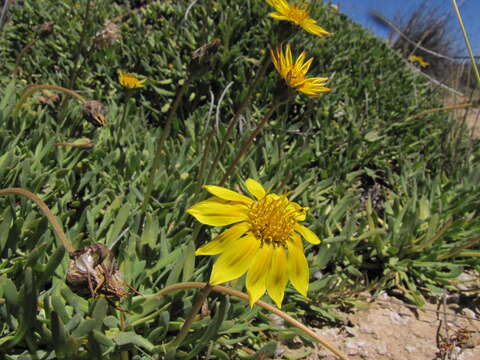 Image of Gazania othonnites (Thunb.) Less.