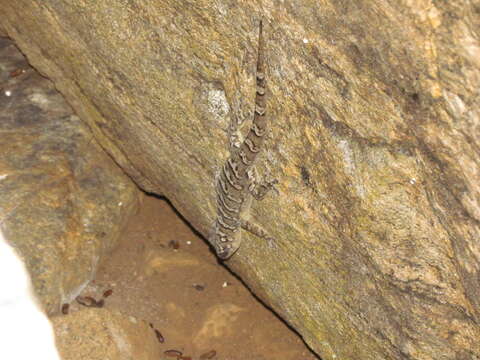 Image of Peraiba Gecko