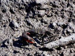 Image of American red fiddler