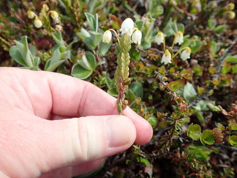 Image of white arctic mountain heather