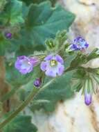 Image de Phacelia mustelina Coville