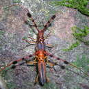 Image of Cosmocerus strigosus Guérin-Méneville 1844