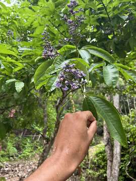 Image of Vitex hemsleyi Briq.