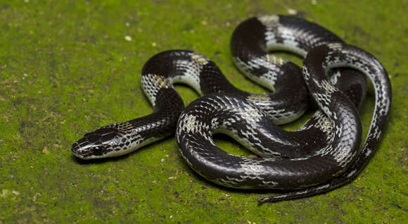 Image of Barred Wolf Snake