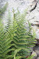 Image of Dryopteris villarii (Bell) Woynar ex Schinz & Thell.