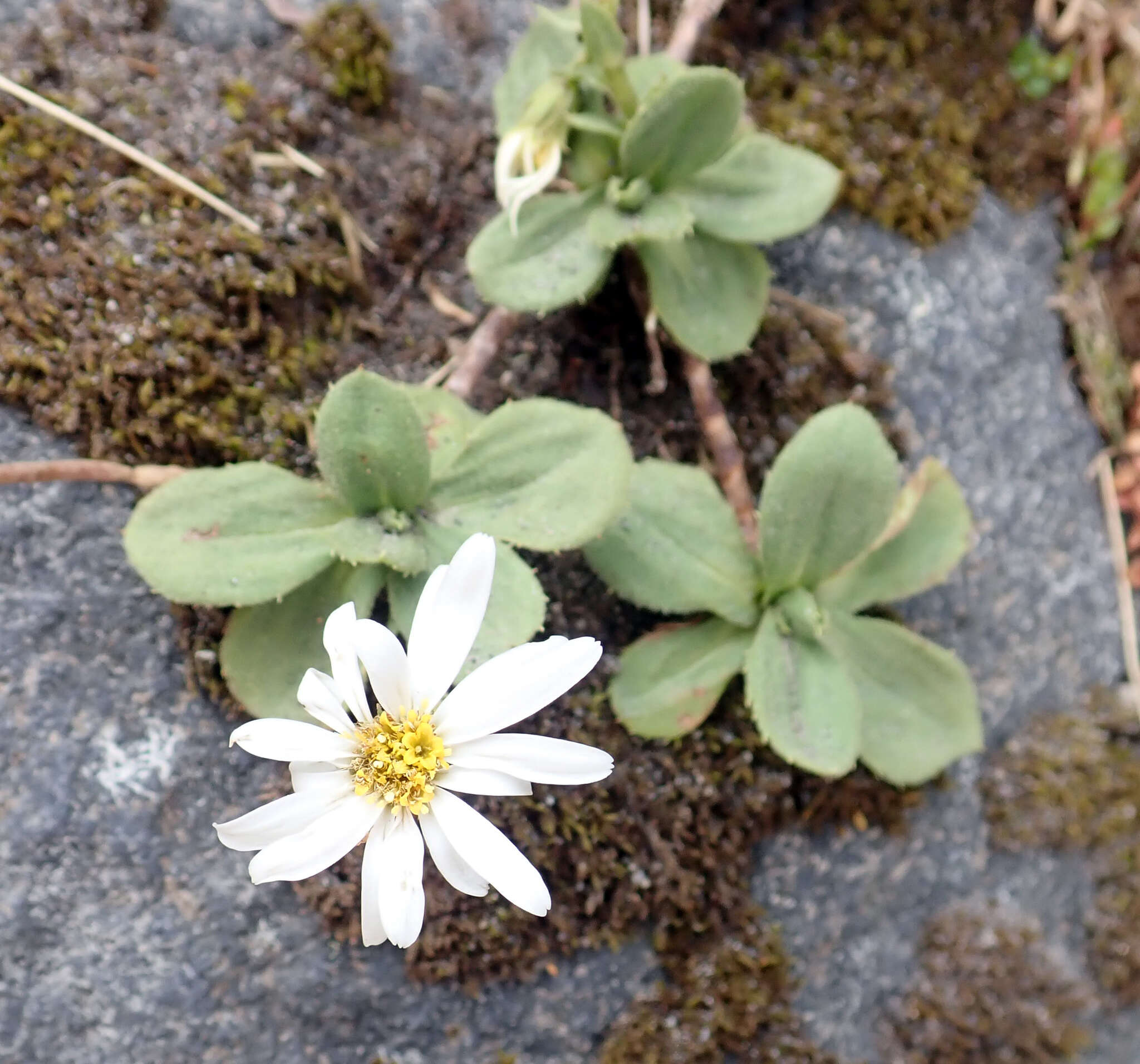 Plancia ëd Celmisia glandulosa var. latifolia Cockayne