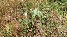 Image of southern mule-ears