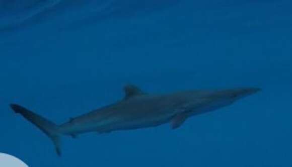 Image of Silky Shark