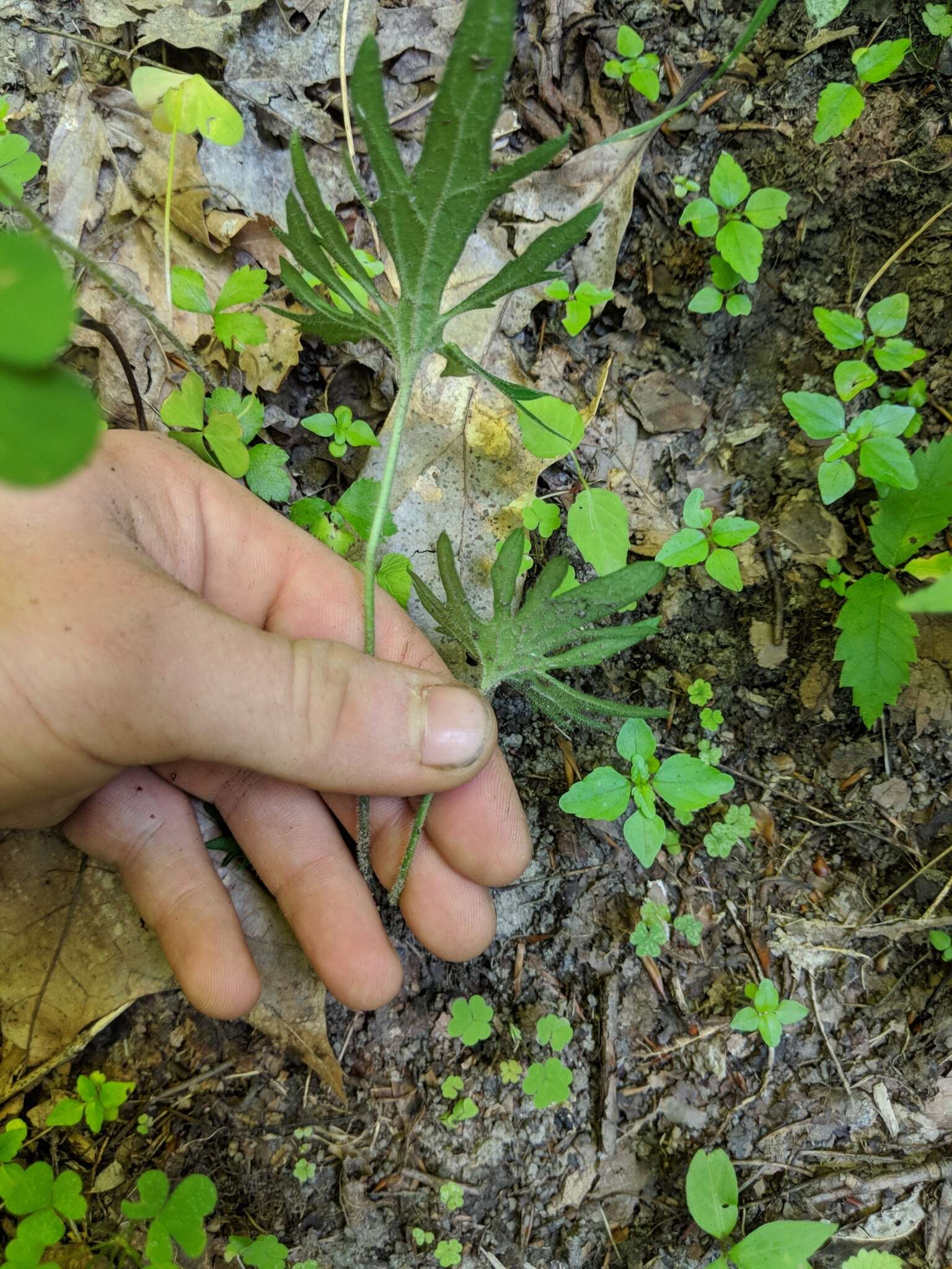 Слика од Viola subsinuata (Greene) Greene