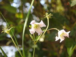 Image of bellflower clematis