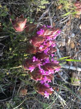 Image of Thymus lotocephalus G. López & R. Morales