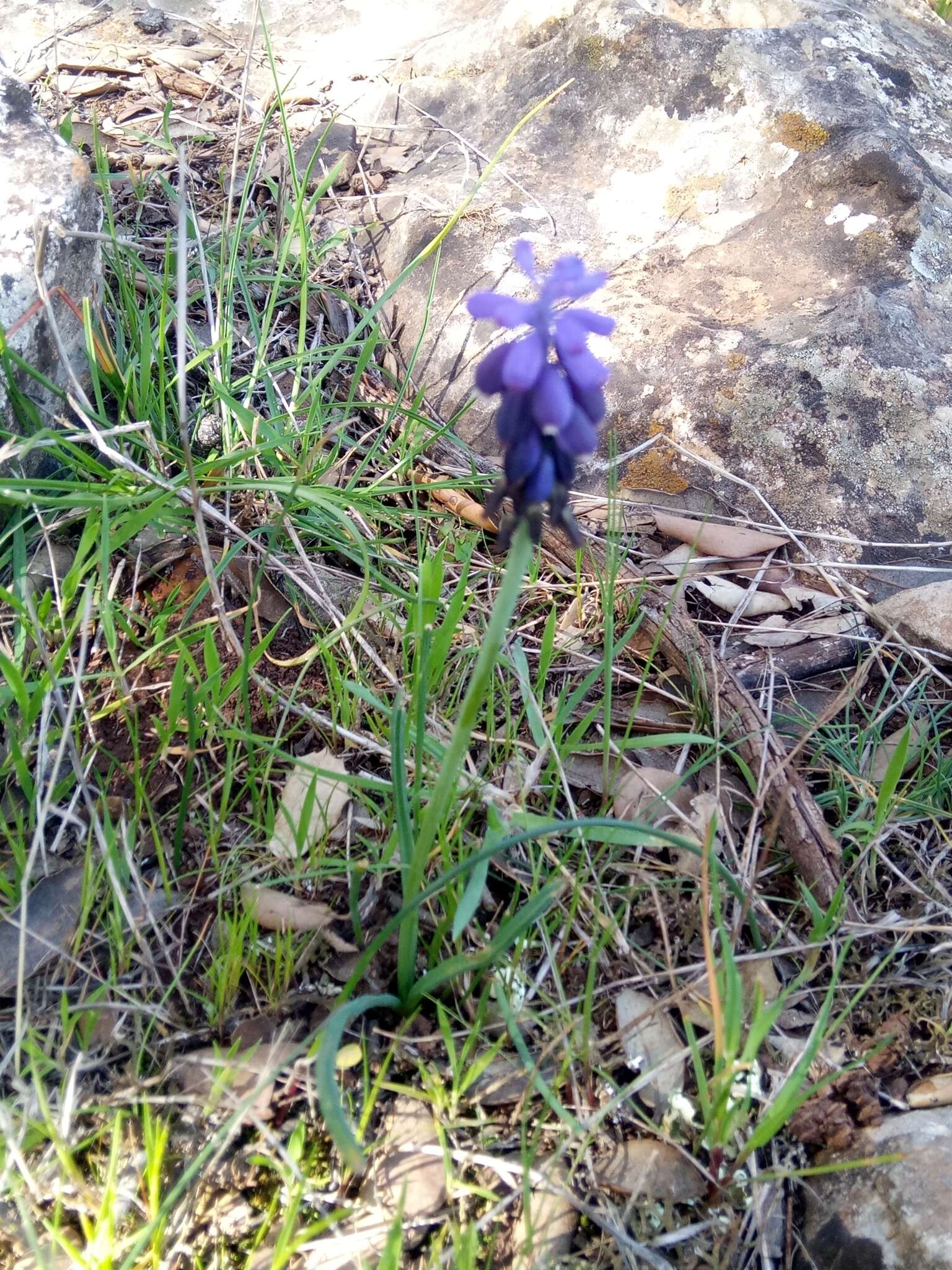 Image of Muscari baeticum Blanca, Ruíz Rejón & Suár.-Sant.