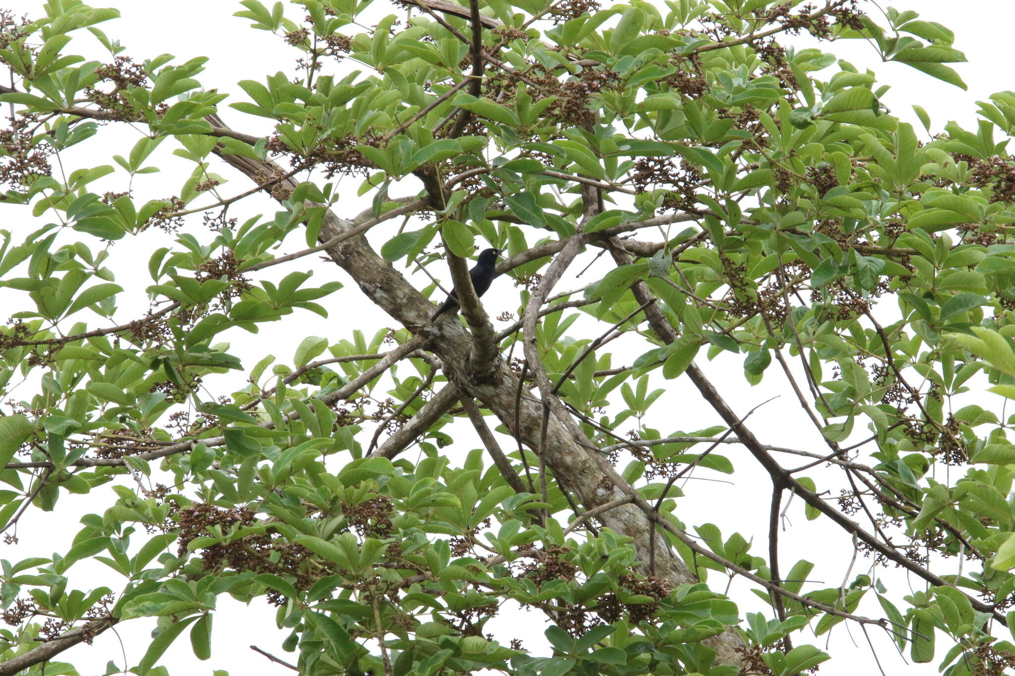 Image of Vieillot's Weaver