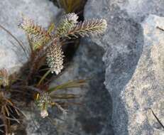 Image of Erica calcareophila E. G. H. Oliver