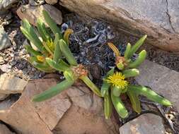 Image of Glottiphyllum surrectum (Haw.) L. Bol.