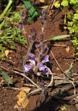 Image of Phelipanche mutelii (F. W. Schultz) Pomel