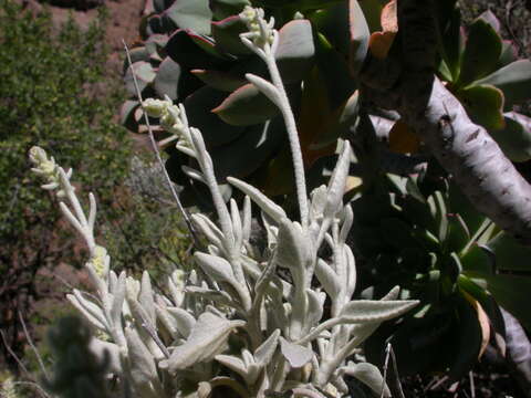 Image of Sideritis dasygnaphala (Webb & Berthel.) Clos