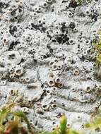 Image of barnacle lichen