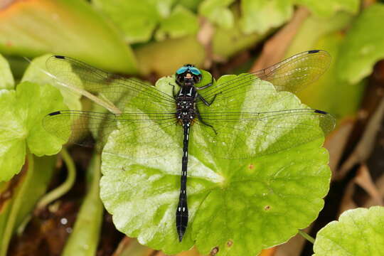 Слика од Macrothemis tessellata (Burmeister 1839)