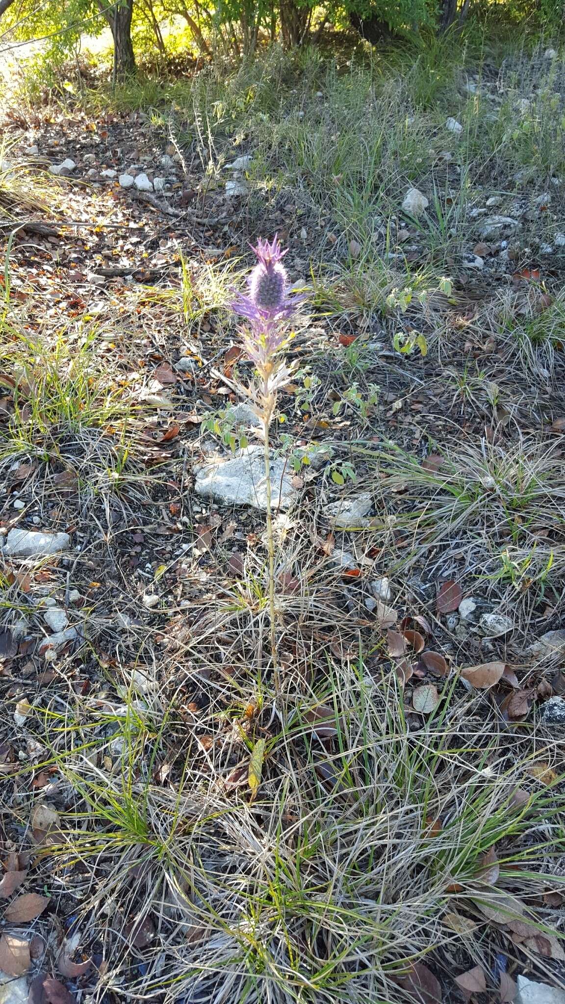 Image of Leavenworth's eryngo