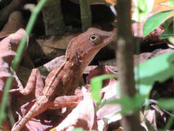 Image of Anolis hispaniolae Köhler, Zimmer, Mcgrath & Hedges 2019