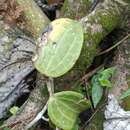 صورة Hoya macrophylla Bl.