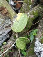 Image of Hoya macrophylla Bl.