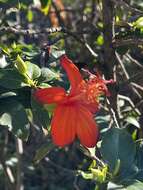 Image of red rosemallow