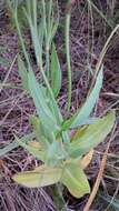 صورة Eustoma exaltatum subsp. russellianum (Hook.) Kartesz