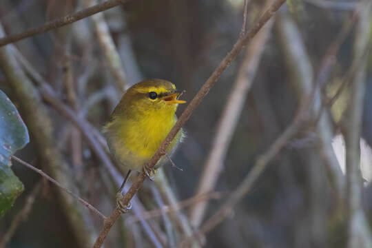 Image of Yellow-throated Warbler