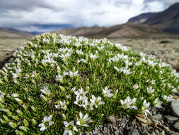 Слика од Eremogone bryophylla (Fernald) Sadeghian & Zarre