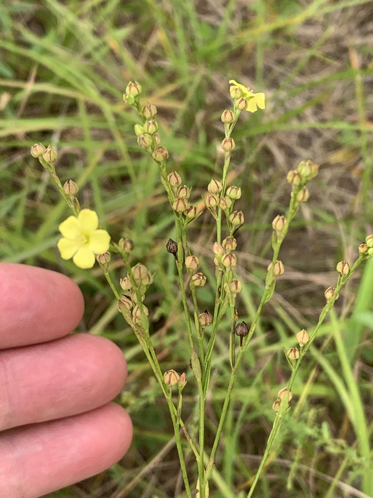 Image of stiff yellow flax