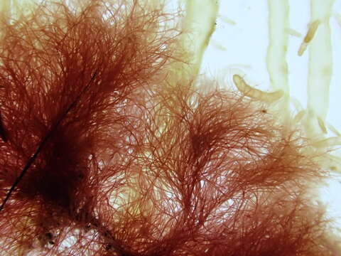 Image of Red algae