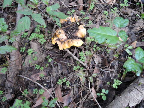 Image of Cantharellus californicus D. Arora & Dunham 2008