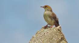 Cisticola chiniana (Smith & A 1843) resmi