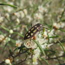 Sivun Castiarina crocicolor (Gory & Laporte 1838) kuva